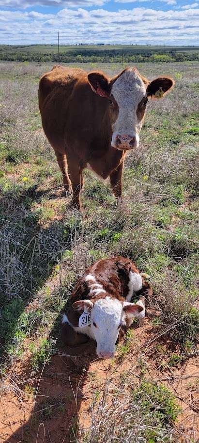 Texas Grass Fed Cattle